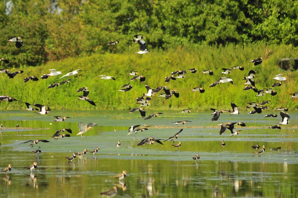 Chiurlo maggiore ? chiedo conferma.